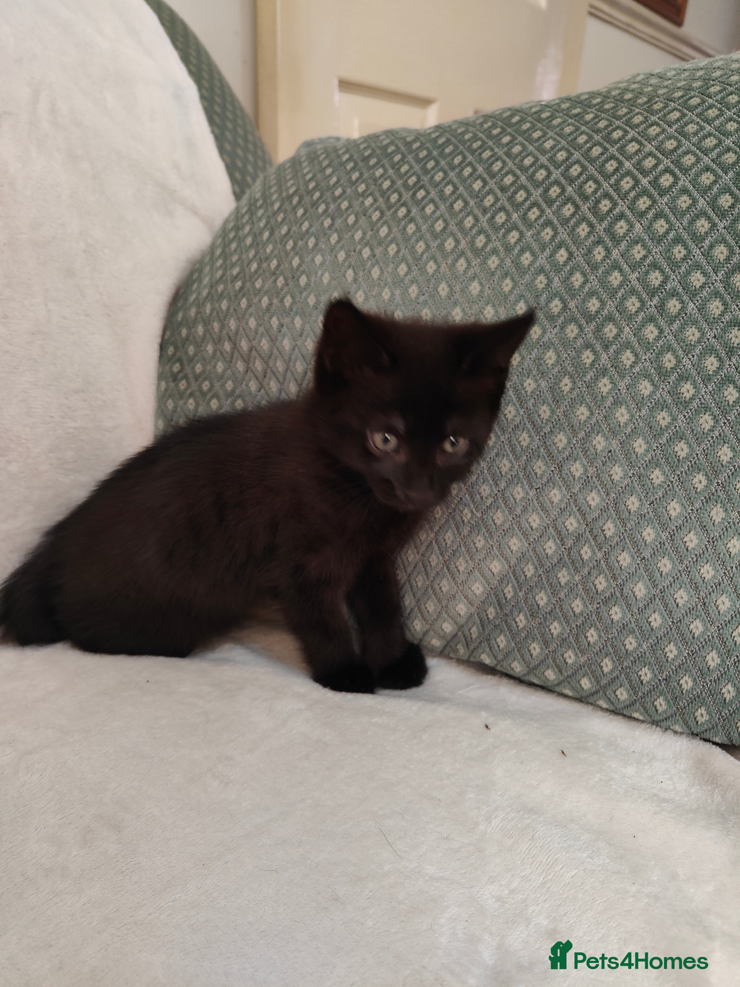 Mixed Breed cats Kitten are looking for forever home. - Advert 2