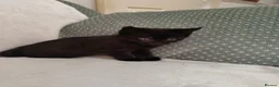 Mixed Breed cats for sale: Kitten are looking for forever home. - Advert 2