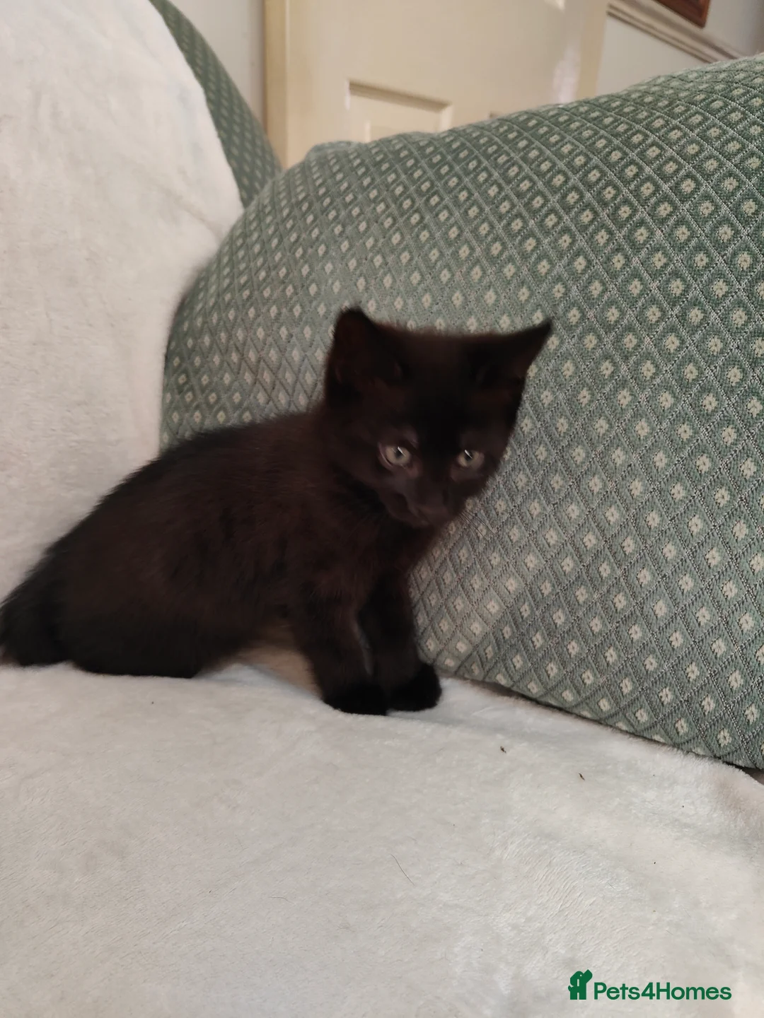 Mixed Breed cats for sale: Kitten are looking for forever home. - Advert 2