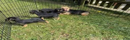 Mixed Breed dogs for sale: Boarder terrier X Jack Russell  in Sevenoaks - Advert 2