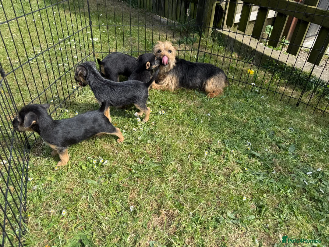Mixed Breed dogs for sale: Boarder terrier X Jack Russell  in Sevenoaks - Advert 2