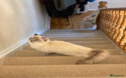Ragdoll cats for sale: Active Registered GCCF Ragdoll 1 year old Cat - Image 4