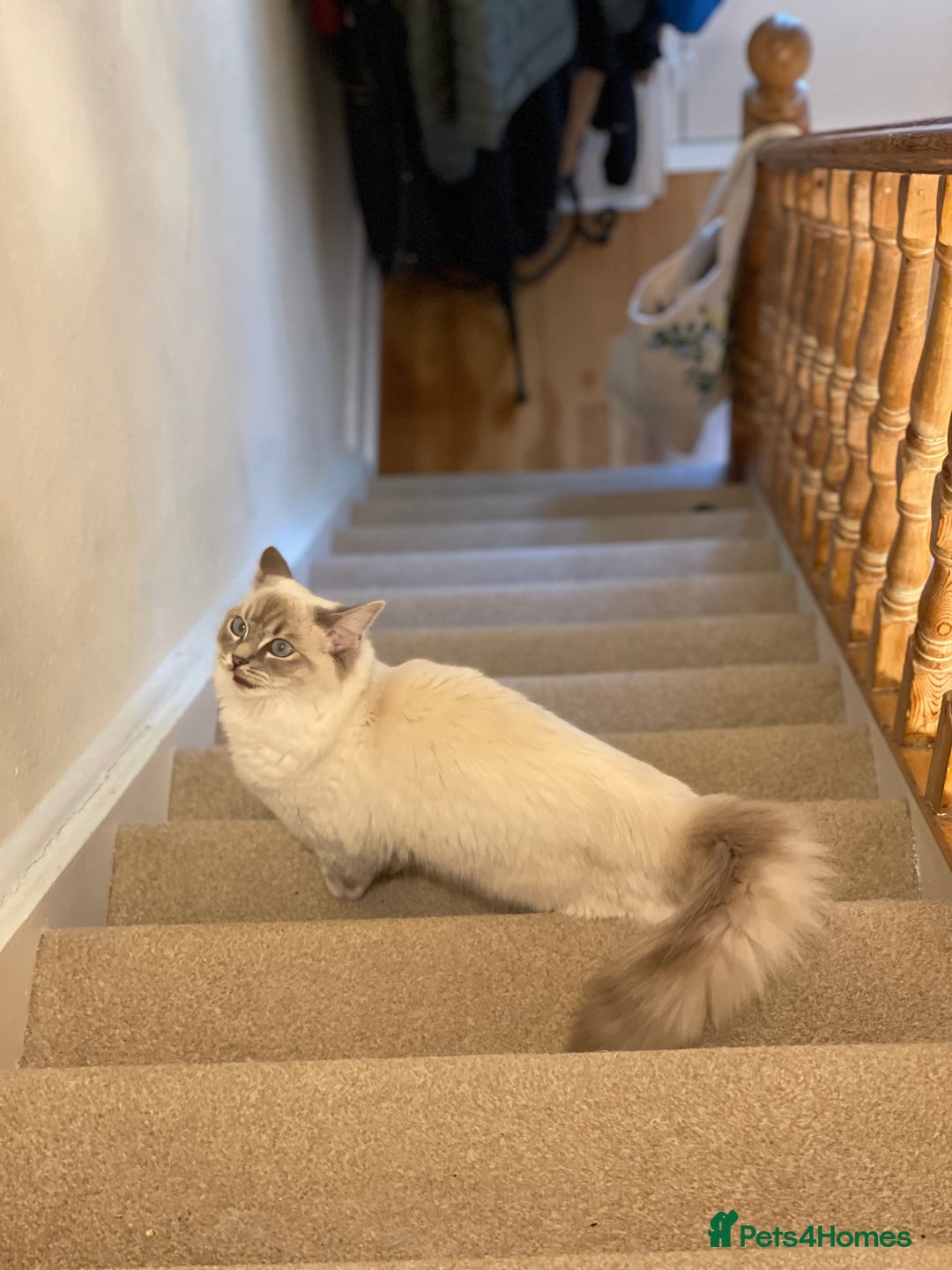 Ragdoll cats for sale: Active Registered GCCF Ragdoll 1 year old Cat - Image 4