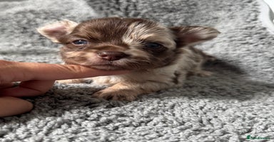Chihuahua dogs - Advert 11