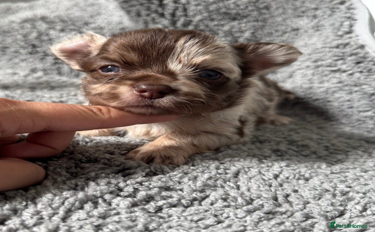 Chihuahua dogs - Advert 1