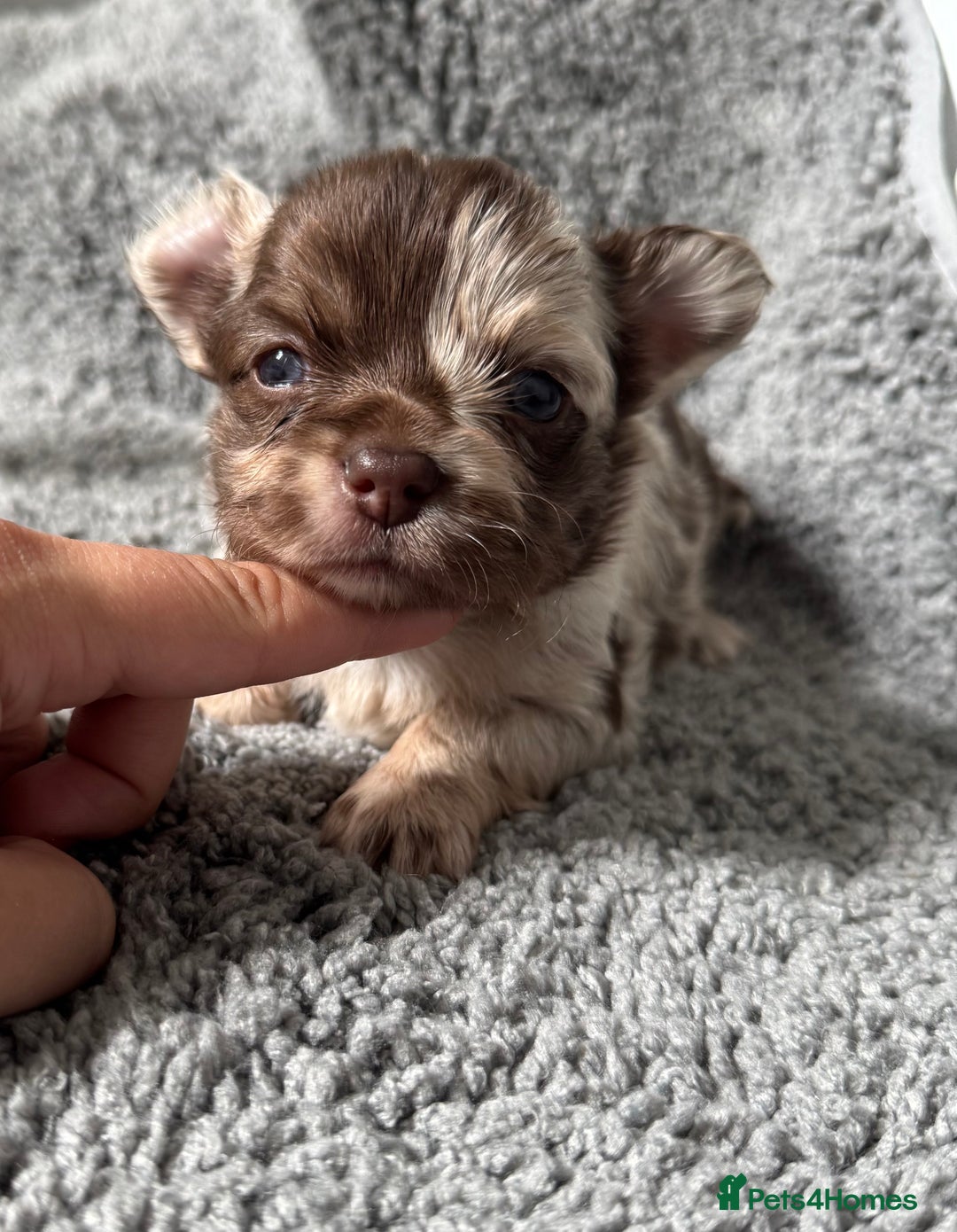 Chihuahua dogs for sale: Last Boy- Chihuahua Longhair Blue Eye Merle Boy - Image 7