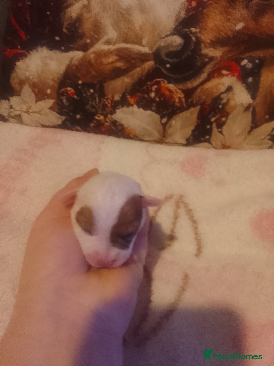 Jack Russell dogs for sale: Jack Russell 5 boy's - Advert 9