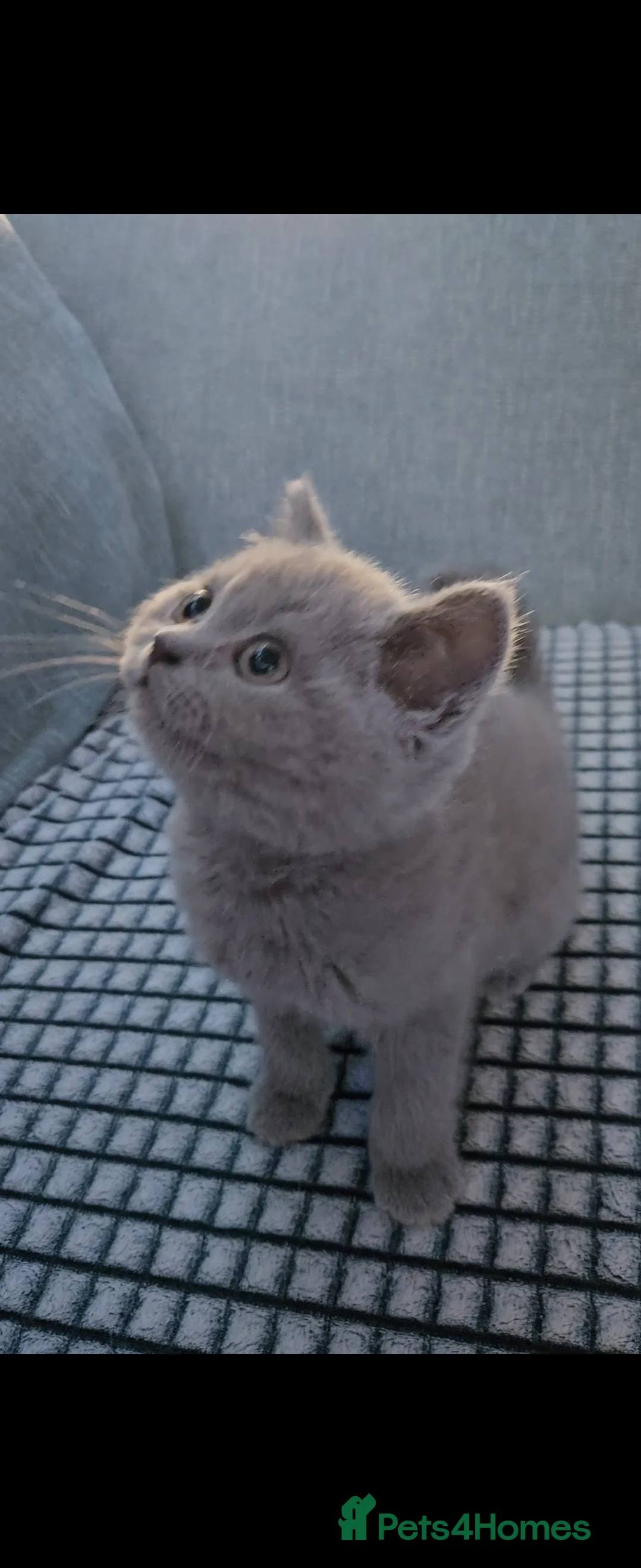 British Shorthair cats for sale: British short hair kittens  - Advert 11