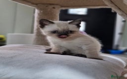 British Shorthair cats for sale: British short hair baby boys - Image 6