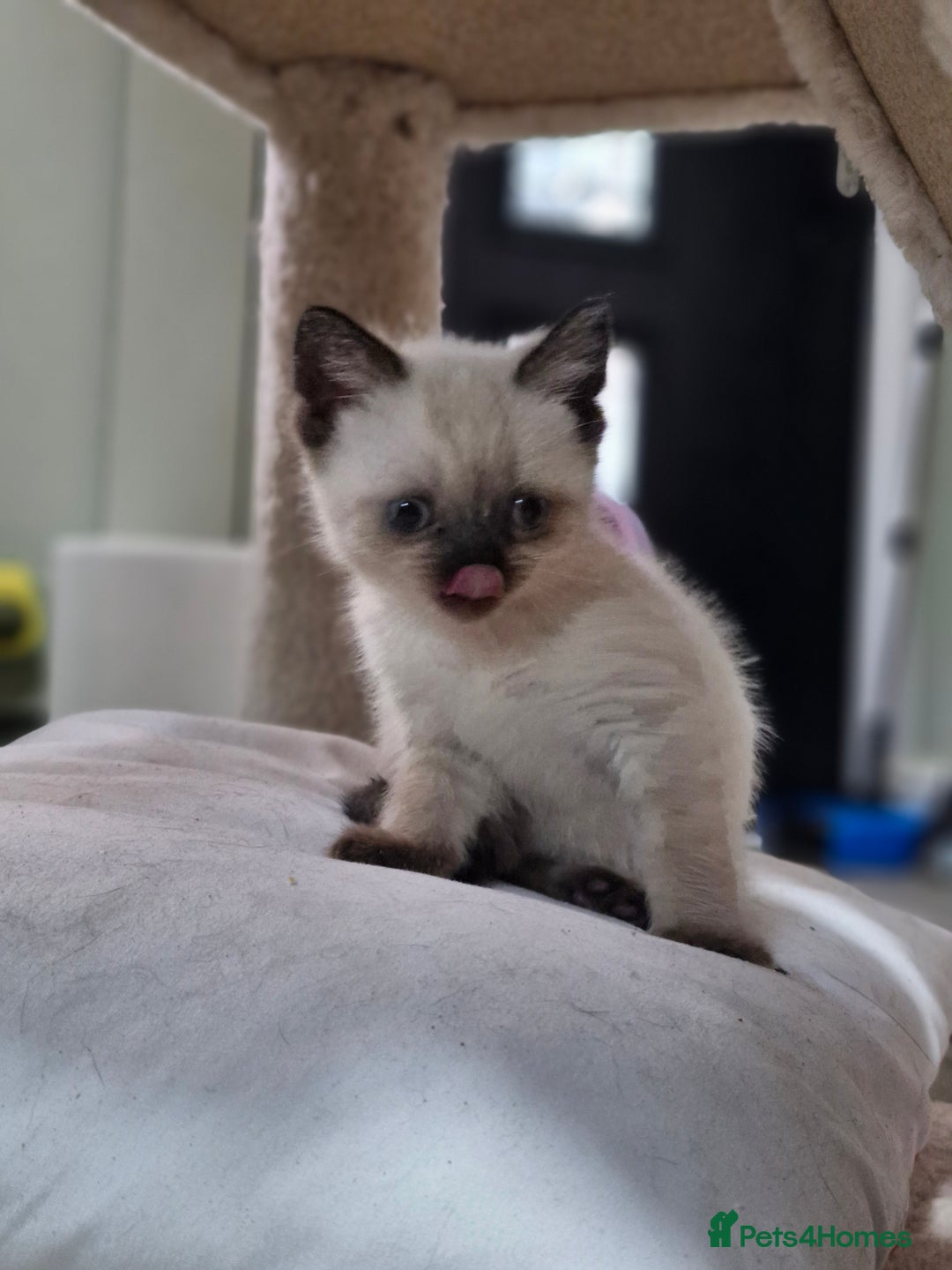 British Shorthair cats for sale: British short hair baby boys - Image 6