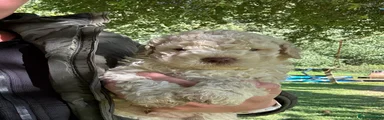 Lagotto Romagnolo 3
