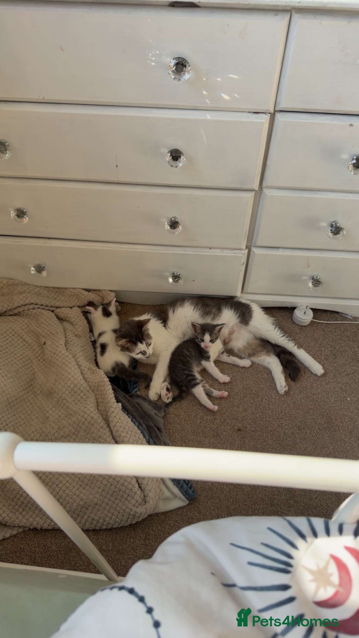Mixed Breed cats Two lovely kittens for rehoming  - Advert 1