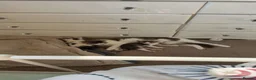 Mixed Breed cats for sale: Two lovely kittens for rehoming  - Advert 1