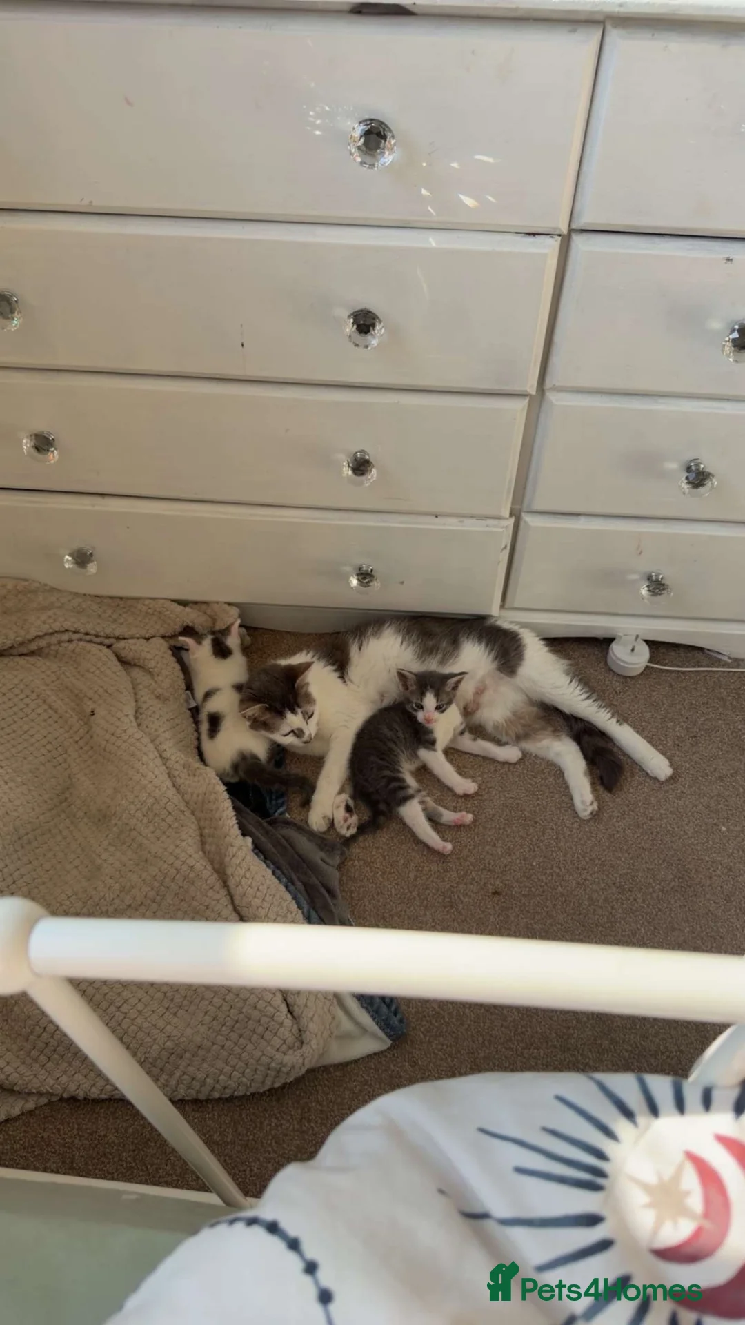 Mixed Breed cats for sale: Two lovely kittens for rehoming  - Advert 1