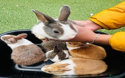 Dutch rabbits for sale: PURE BREED DUTCH BABY RABBITS £35 - Image 8