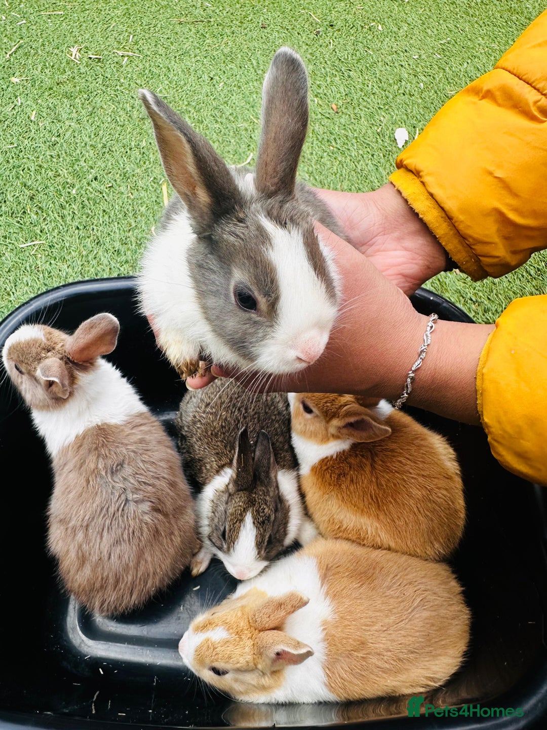 Dutch rabbits for sale: PURE BREED DUTCH BABY RABBITS £35 - Image 8