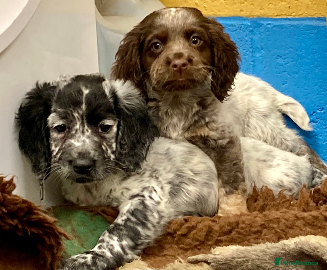 Cocker Spaniel dogs for sale: Cocker Spaniel puppies - Image 7