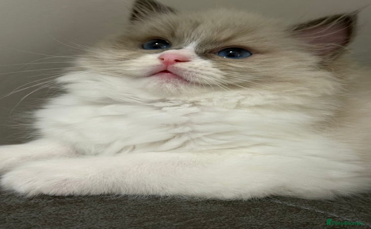 Ragdoll cats - Advert 1