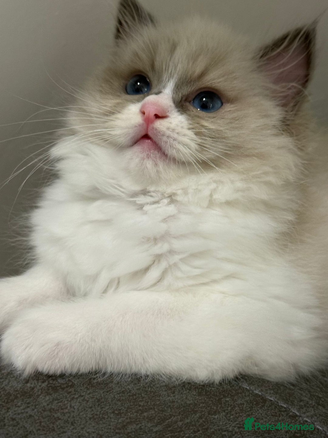 Ragdoll cats for sale: the last boy, registered with TICA - Image 16