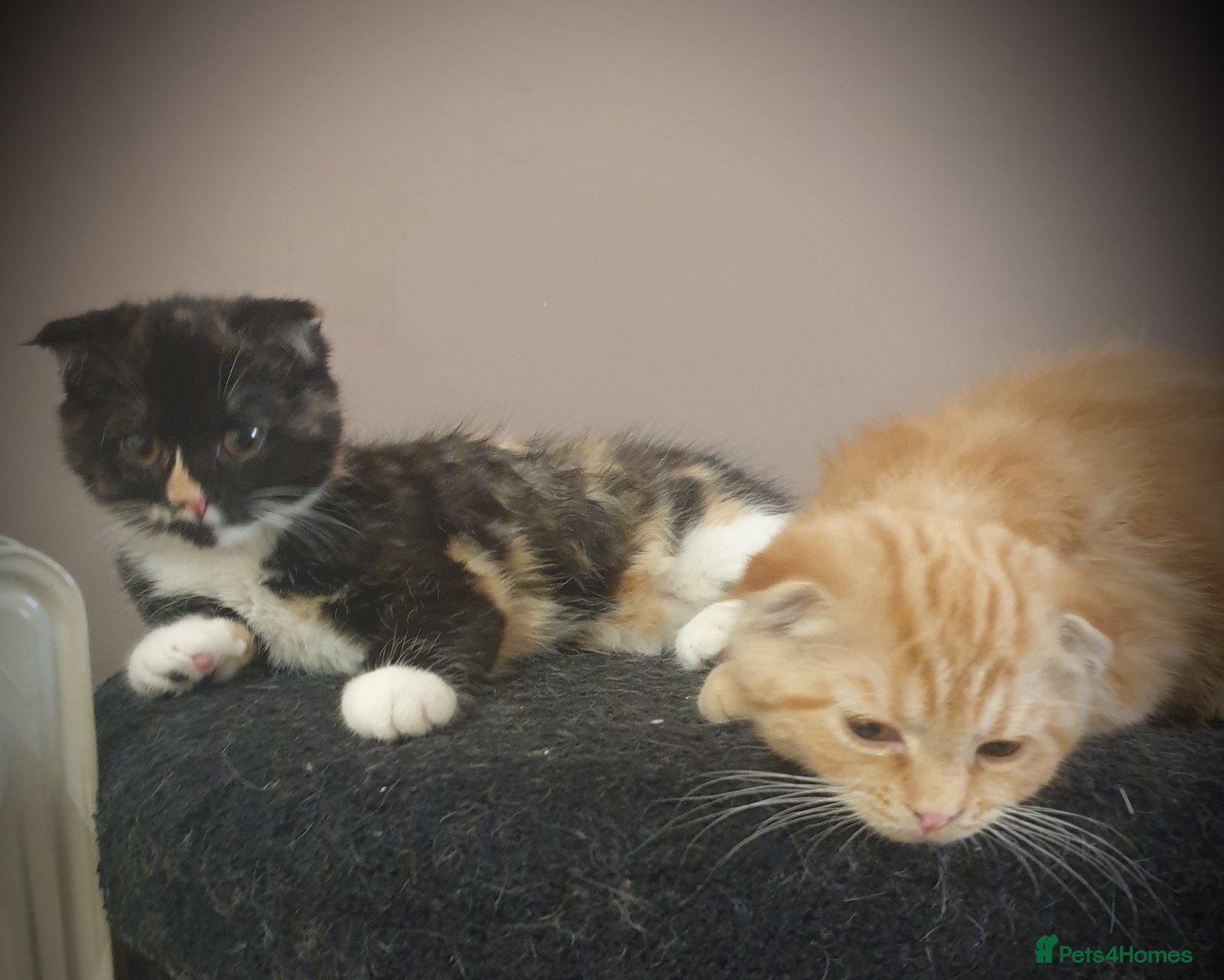 Scottish Fold cats Adorable kittens - Advert 12