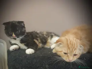 Scottish Fold cats Adorable kittens - Advert 12