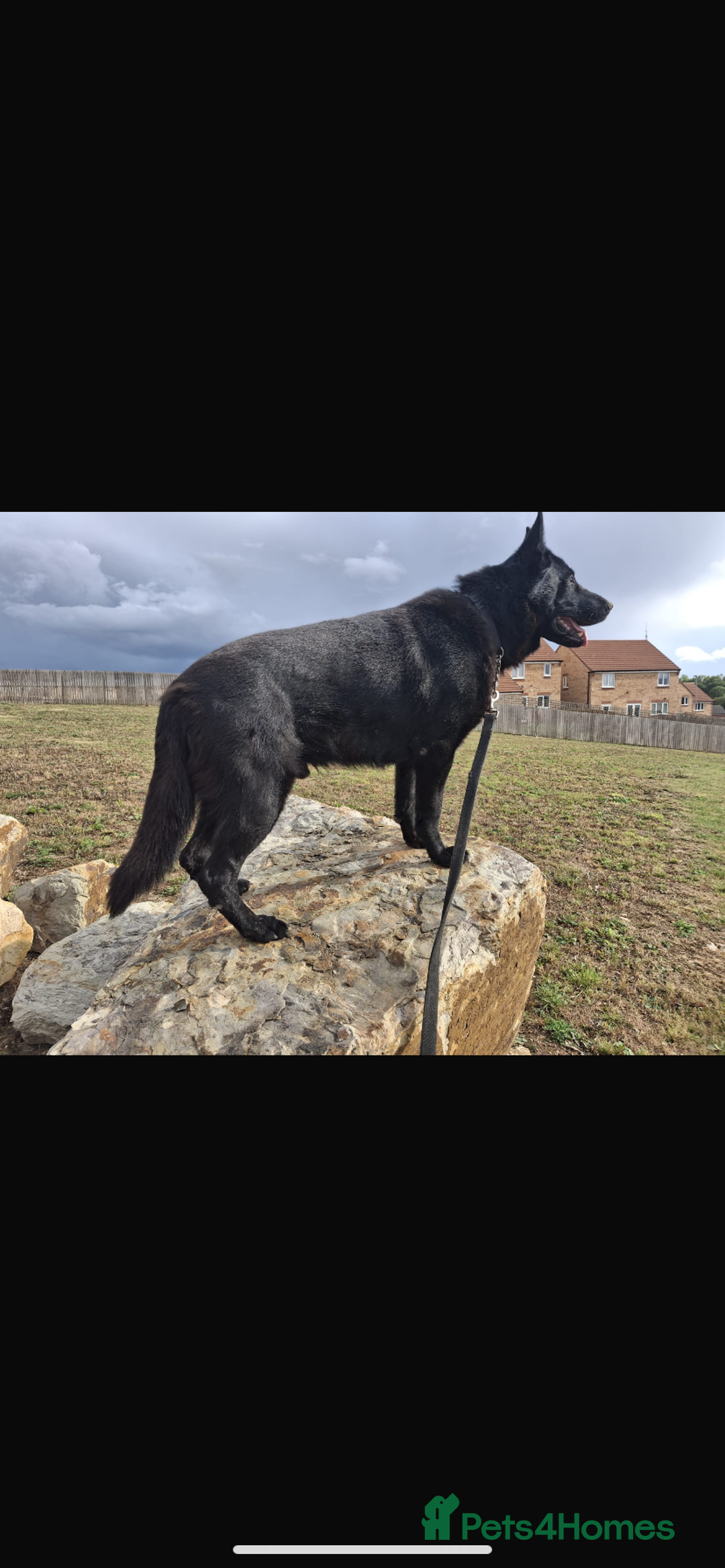 German Shepherd dogs for sale: Gorgeous German Shepherd puppies - Image 14