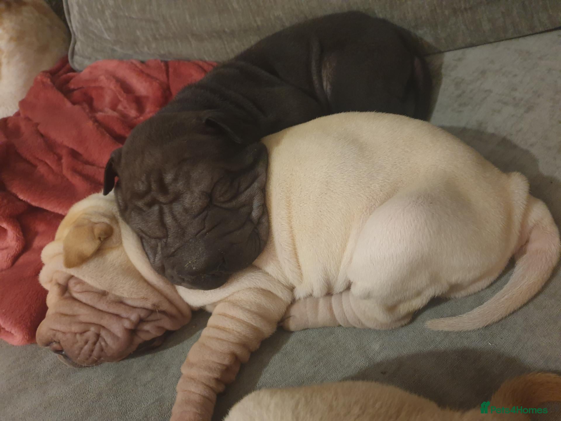 Shar Pei dogs Wrinkley cuddley shar pei pups  - Advert 14