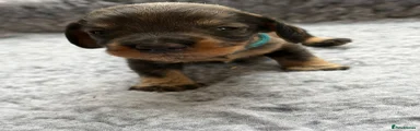 Dachshund Puppy Turqoise