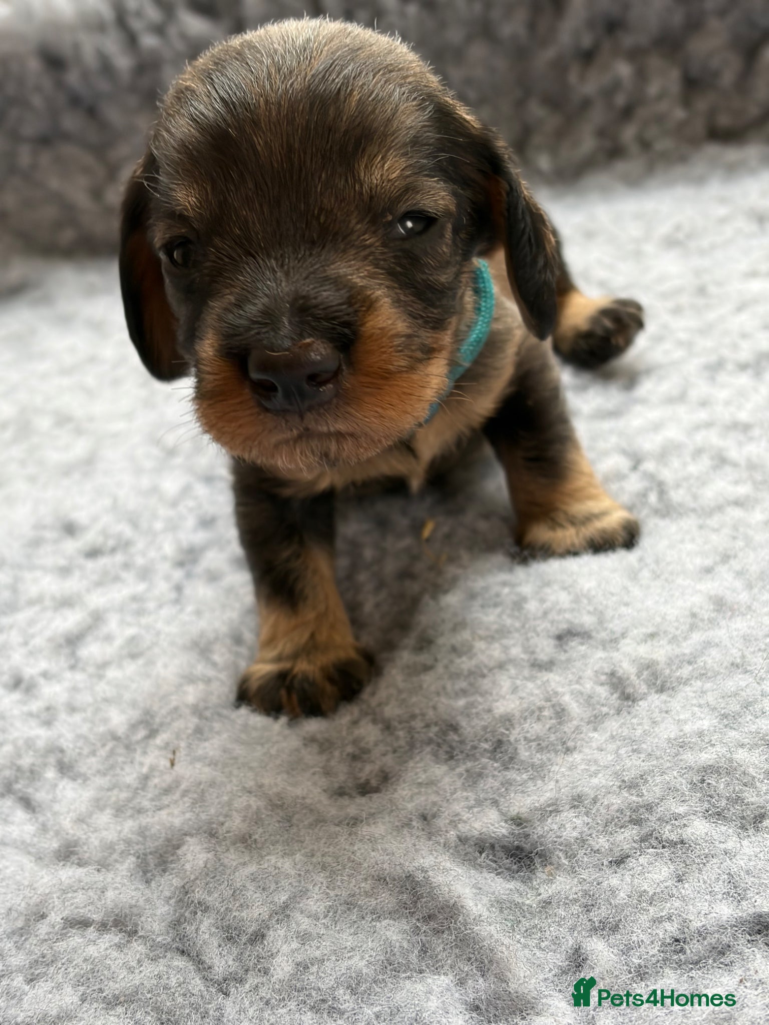 Dachshund dogs for sale: Beautiful Pedigree Wire-Haired Dachshund Puppies - Advert 4