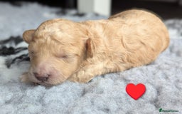 Poochon dogs for sale: 🐾 Adorable F1b Poochon Puppies - Ready November🐾 - Image 32