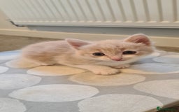 Mixed Breed cats for sale: Beautiful fluffy kittens available to reserve!  - Image 6