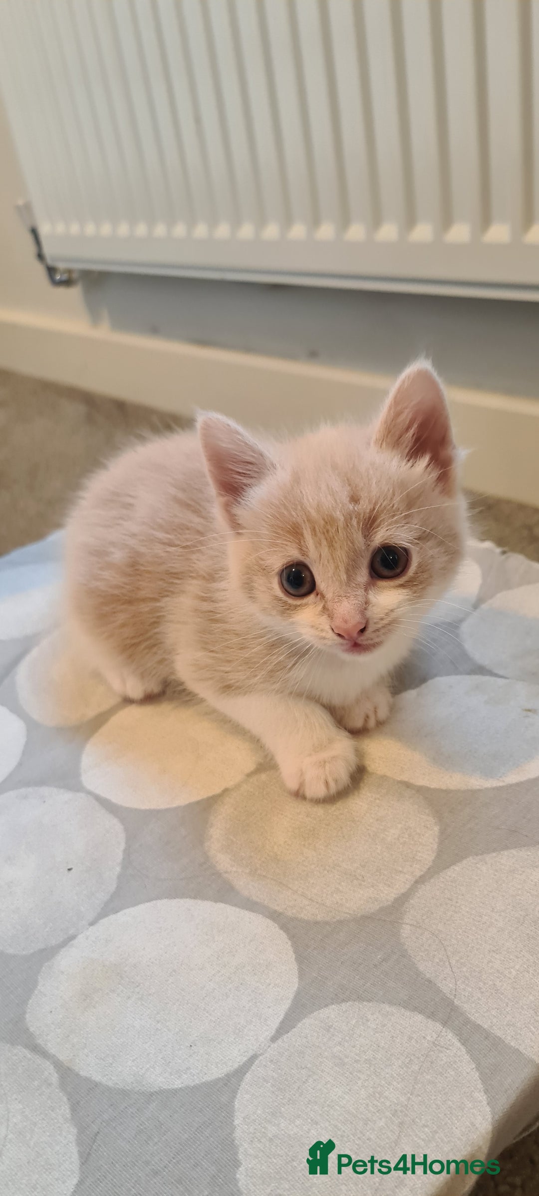 Mixed Breed cats for sale: Beautiful fluffy kittens available to reserve!  - Image 6
