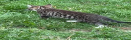 Mixed Breed cats for sale: Beautiful Kittens  - Advert 5