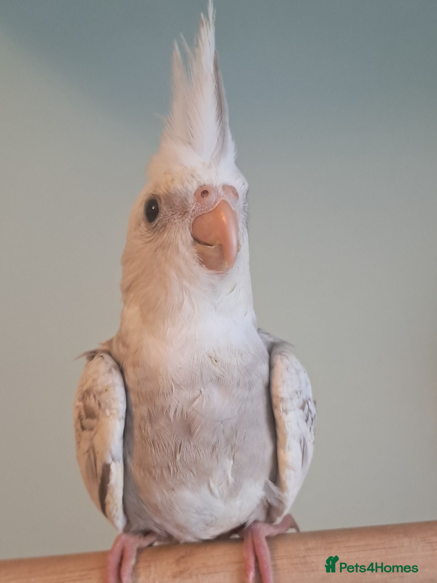Cockatiels birds Hand reared baby cocktails very tame lovely birds  - Advert 3