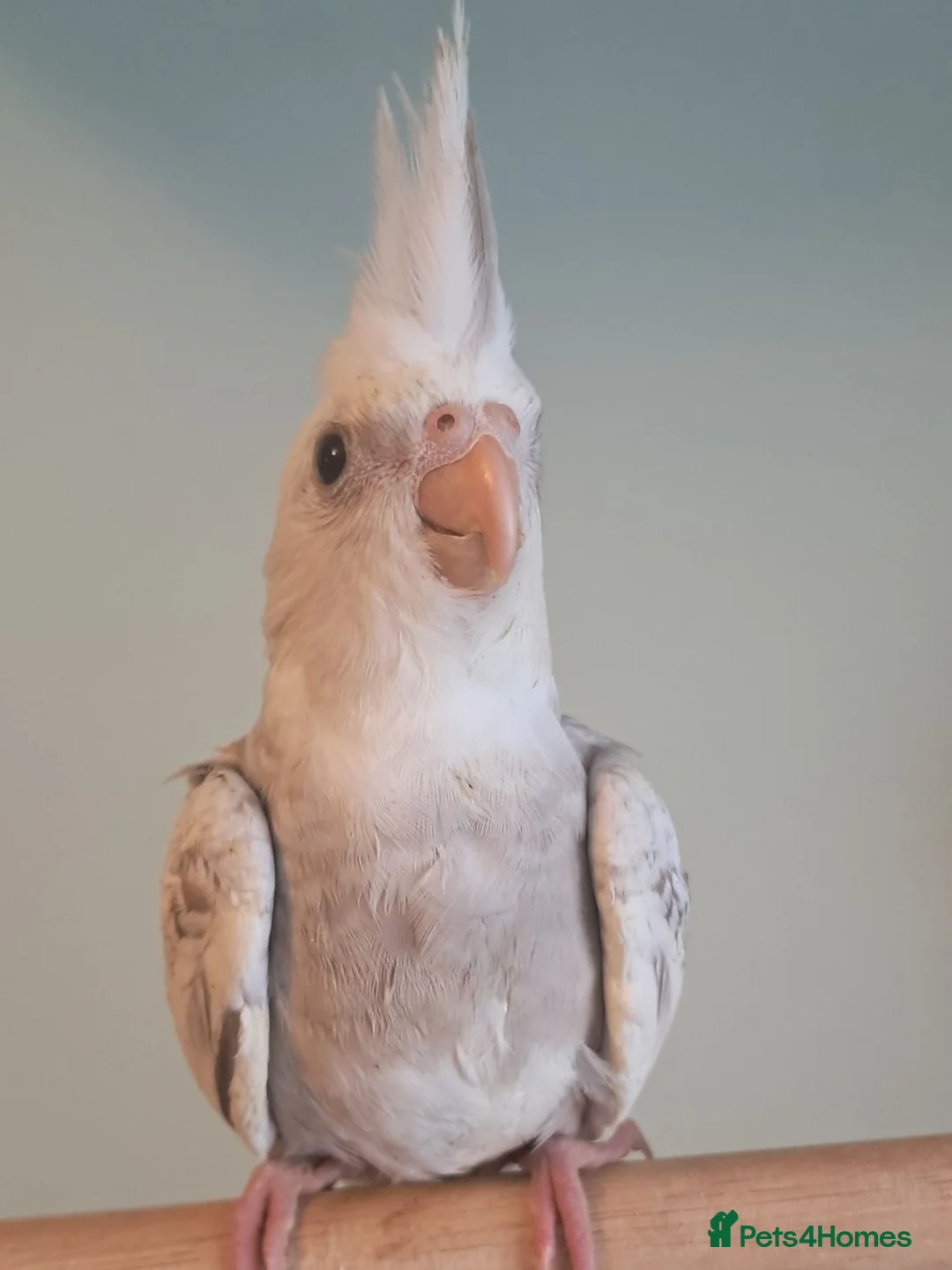 Cockatiels birds for sale: Hand reared baby cocktails very tame lovely birds  - Advert 1