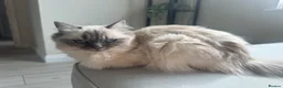 Ragdoll cats for sale: Stunning ragdoll  - Advert 1