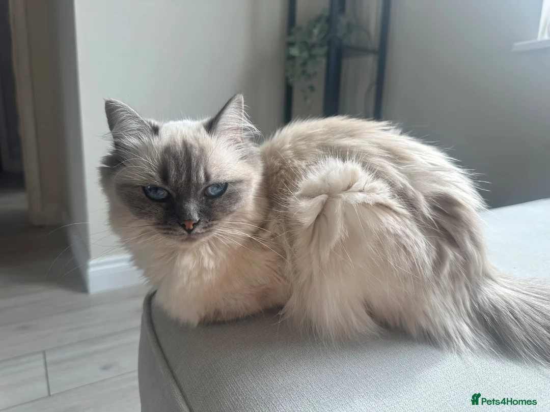 Ragdoll cats for sale: Stunning ragdoll  - Advert 1
