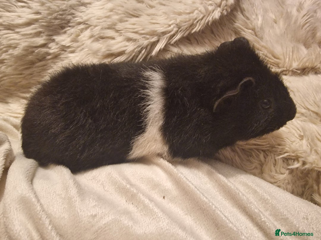 Guinea Pig rodents for sale: 5 beautiful gineapigs 4 boys 1 girl available now - Advert 25