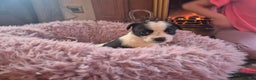 Jack Russell dogs for sale: Jack Russell pups  - Advert 8