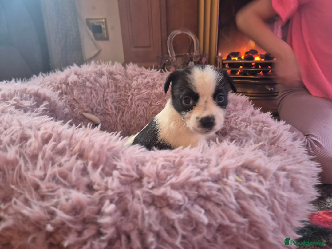 Jack Russell dogs for sale: Jack Russell pups  - Advert 8