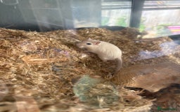 Gerbil rodents for sale: 4 bonded female gerbils and set up - Image 4