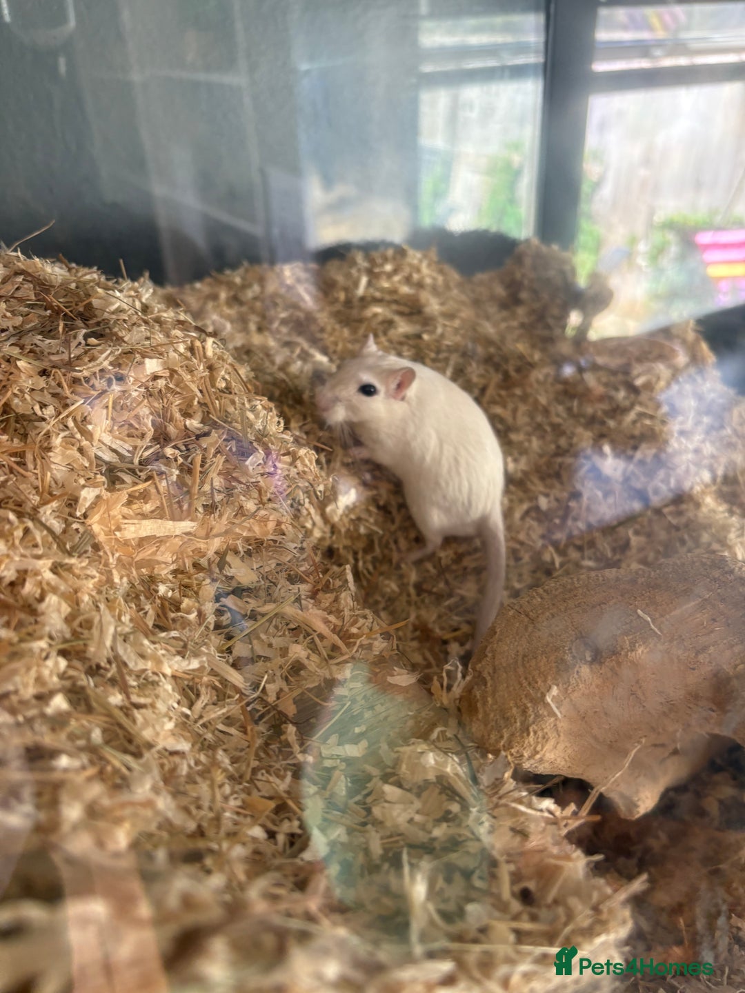 Gerbil rodents for sale: 4 bonded female gerbils and set up - Image 4