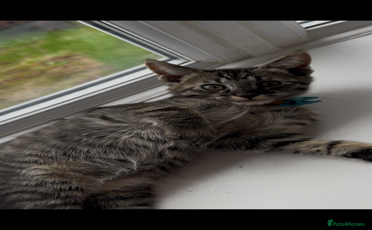 Maine Coon cats - Advert 15