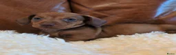 Miniature Dachshund dogs for sale: Gorgeous Miniature Dachshund Puppies - Advert 5