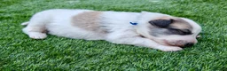 Pyrenean Mountain Dog dogs for sale: ONLY 1 Pyrenean Mountain Dog Puppies left 💙💛💙💛 - Advert 34