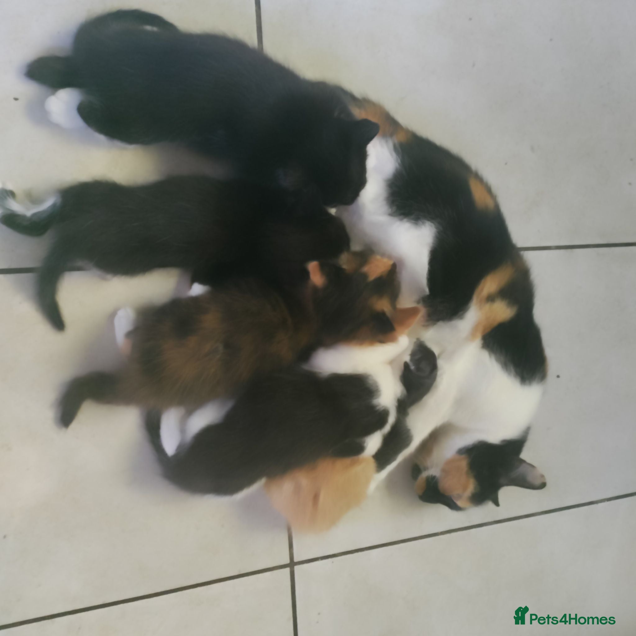 Mixed Breed cats 4 beautiful 5 week old kittens - Advert 1