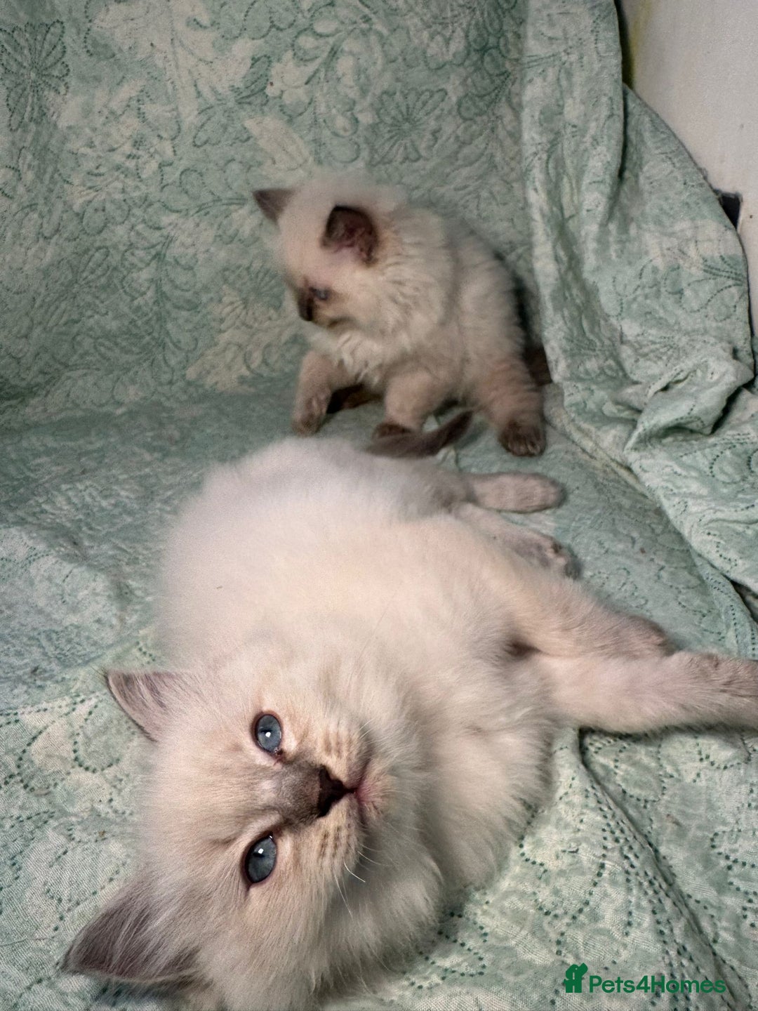 Ragdoll cats for sale: Ragdoll Chunky Boys!  - Advert 19