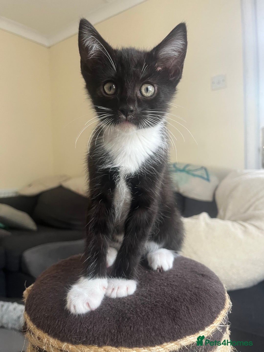 Mixed Breed cats for sale: Kittens for sale  - Image 3