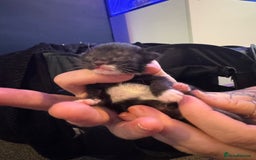 Mixed Breed cats for sale: Black and white kittens  - Image 14
