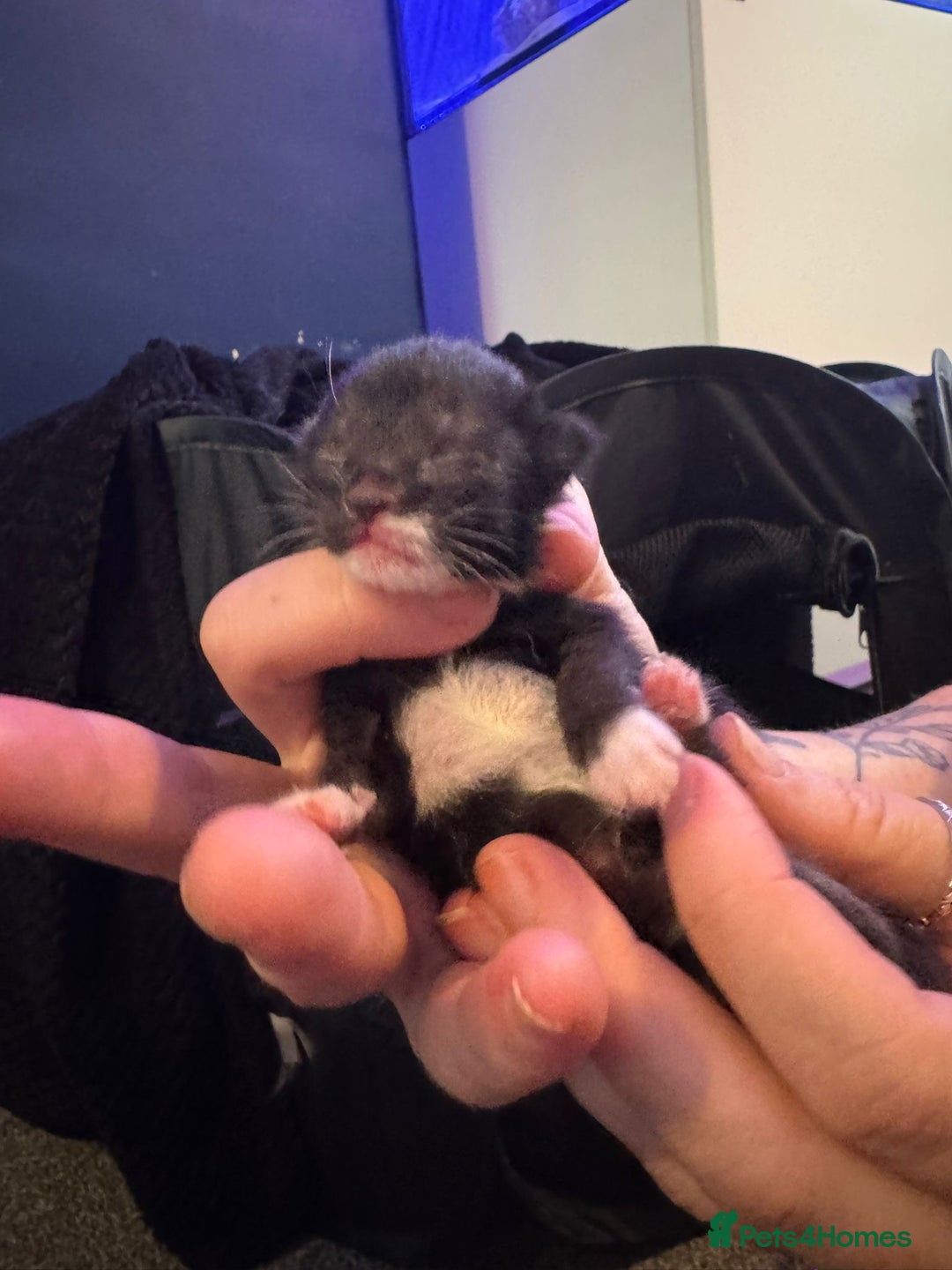 Mixed Breed cats for sale: Black and white kittens  - Image 14